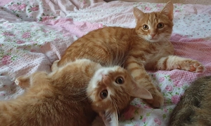 noch 2 süsse babykatzen abzugeben
