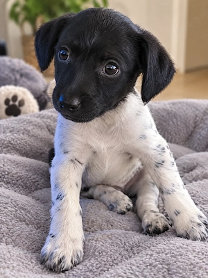 4 Zuckersüße Jack Russell-Zwergschnauzer Mix Welpen ab sofort abzugeben! 