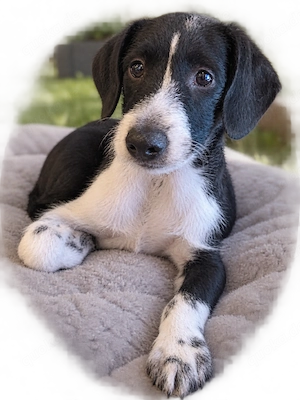 1 Zuckersüßer Jack Russell-Zwergschnauzer Mix Welpe ab sofort abzugeben! 
