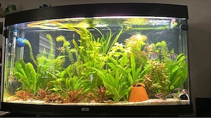 Juwel panorama aquarium set 280L