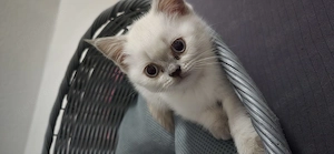 BKH Kitten abzugeben (weiblich)