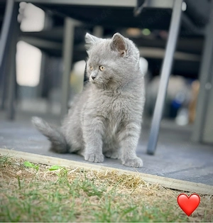 BKH Kitten suchen FürImmerZuhause