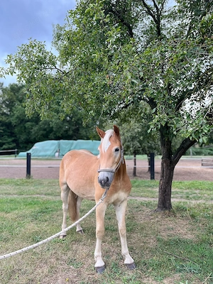 Junger Haflinger Wallach sucht passendes Plätzchen 