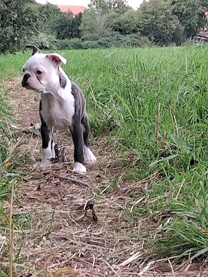 Zauberhafter Boston Terrier Rüde Welpe zu verkaufen 