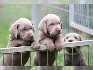 Silber Labrador Welpen mit Papieren