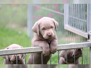 Reinrassige Silber Labrador welpen suchen liebevolles zu Hause