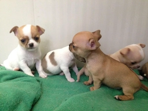 Chihuahua Welpen in KH und LH mit Ahnentafel