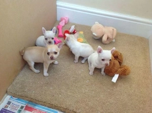 Chihuahua Welpen in KH und LH mit Ahnentafel