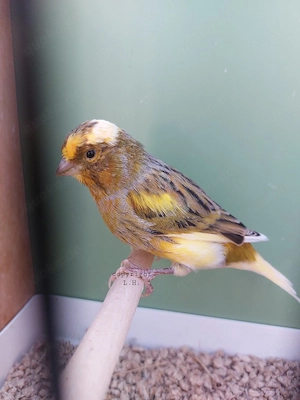 bunter Kanarienvogel 4 Monate alt