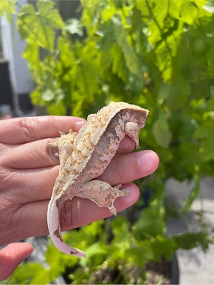 Kronengeckos Weibchen