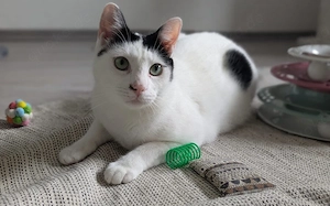 Zuhause gesucht für Marico
