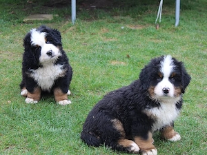 Wunderschöne Berner Sennenhund-Welpen mit Ahnentafel   suchen liebevolles Zuhause