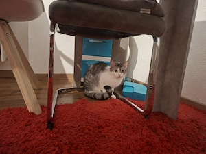 Die kleine Maus sucht dringend ein neues Zuhause 