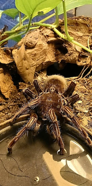 Vogelspinne 5 Jahre  0.1