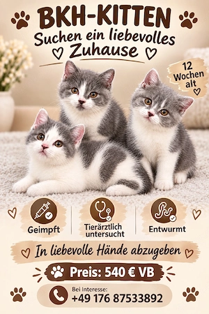 BKH Kitten