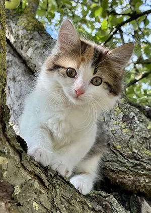 Maine Coon Perser Norwegische Waldkatze Langhaar Kitten Katzenbabies Kätzchen Katzen Fellnasen