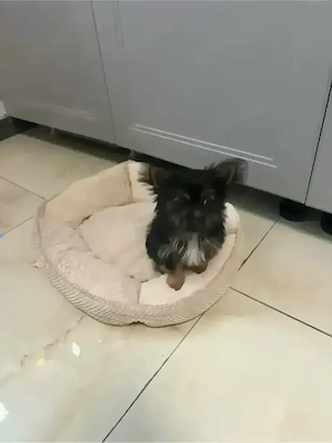 Yorkshire Matelser mix