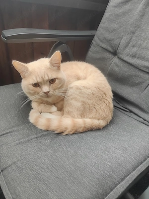 Katzen abzugeben 