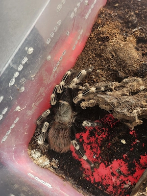 Nhandu chromatus   Weibchen, ca. 12 13 cm Spannweite