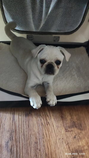 Mops Hündin 4 Monate alt 