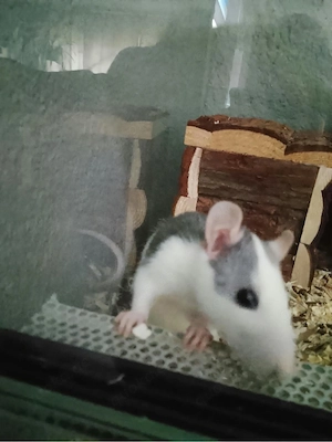 ratte abzugeben junge 