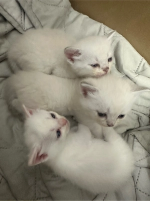 baby kitten 