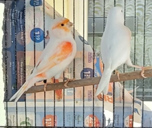 Kanarienvogel 