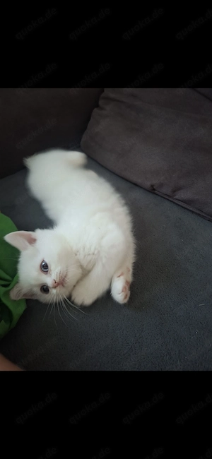 Odd-Eyed reinrassige BKH Kitte dringend abzugeben