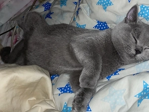    Liebevolles Zuhause für unsere kleine Kätzin gesucht   
