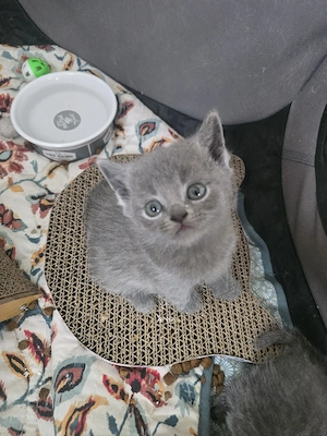bkh kitten 2 jungs frei 