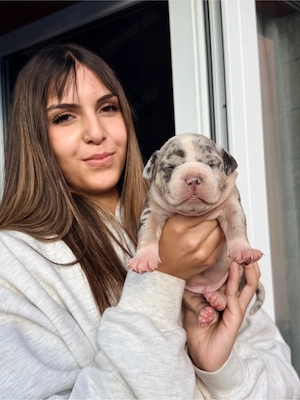 American Bully  