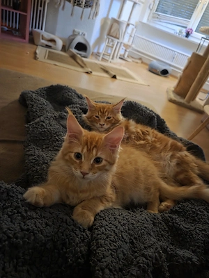 2 Geschwister in gute Hände