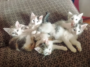 Main-Coon-Mix Kitten suchen liebevolles Zuhause 