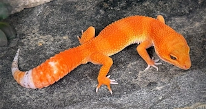 Besonderheit Original Tangerin Tornado Leopardgeckos 2026 abzugeben