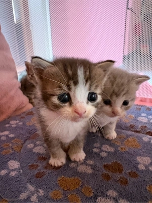 Mix  Bkhkitten