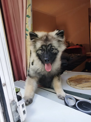 Keeshond, Wolfspitz 