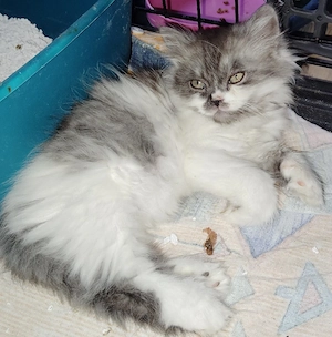 Ragdoll BLH Mix