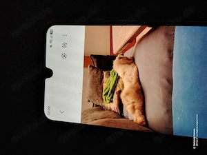 Hase widder zu verschenken 