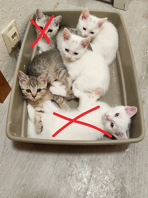 katzen suchen neues Zuhause 