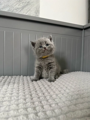 abgabebereit Britisch Kurzhaar in blau reinrassig Kitten