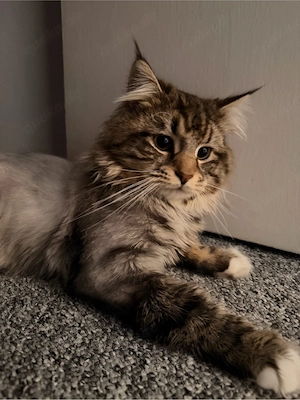 Maine Coon Mix Kater sucht ein liebevolles Zuhause