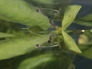 Axolotl Laich Eier 17.09.2026 10 Stk