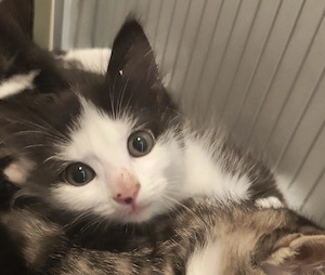 Kitten Mix MainCoon EKH abgabebereit