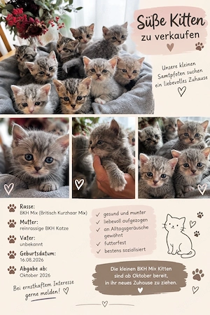 Britisch Kurzhaar Mix Kitten 