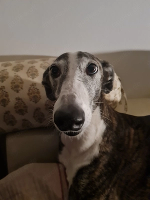  Paar (Anfang 60) sucht ruhigen Einzel-Galgo für Bauernhof (Katzenverträglichkeit ein Muss !)