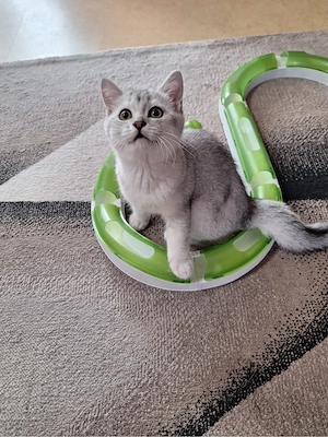BKH Reinrassige Kitten