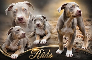 American Bully welpen Bild 2