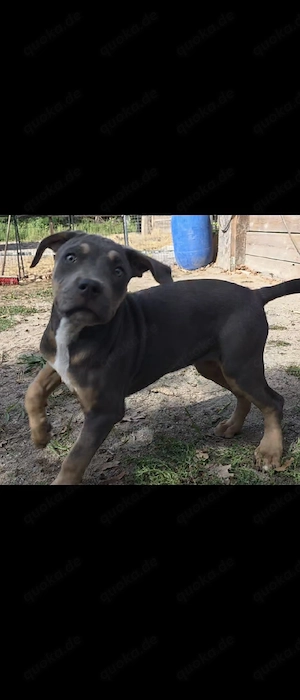 American Bully welpen Bild 8