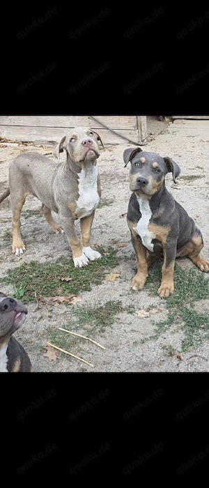 American Bully welpen Bild 10