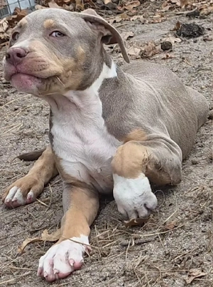 American Bully welpen Bild 6